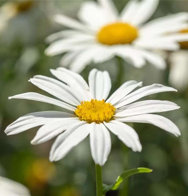 Leucanthemum x superb.'Gruppenstolz'