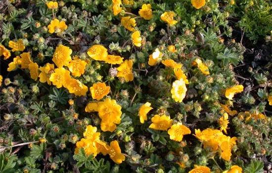 Potentilla neumanniana