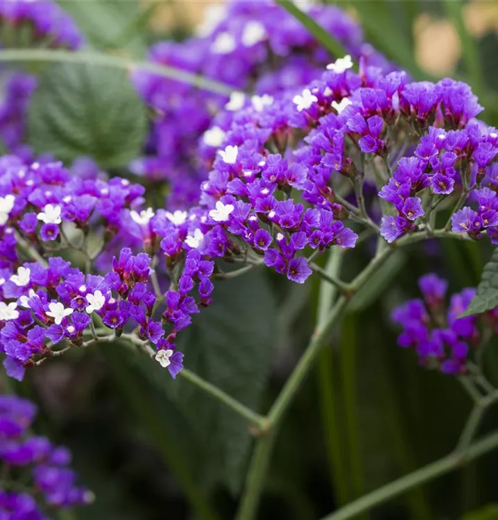 Limonium latifolium