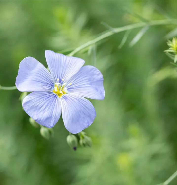 Linum perenne