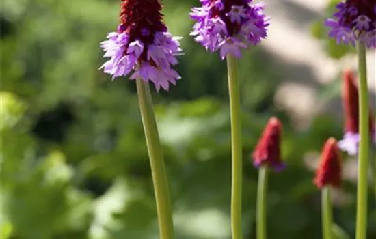 Primula vialii