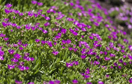 Delosperma sutherlandii