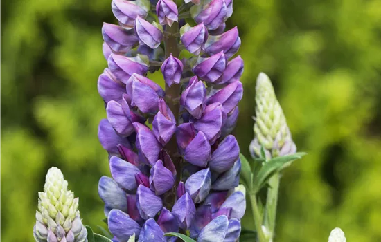 Lupinus polyphyllus, blau