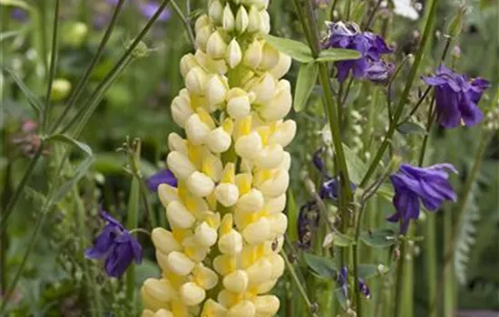 Lupinus polyphyllus, gelb