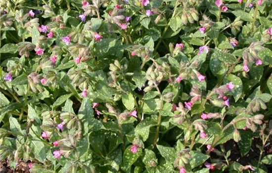 Pulmonaria saccharata 'Mrs Moon'