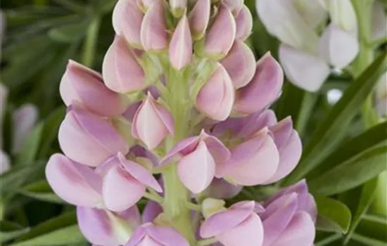 Lupinus polyphyllus, rosa