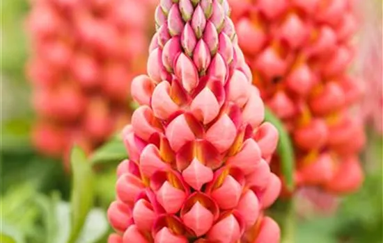 Lupinus polyphyllus, rot