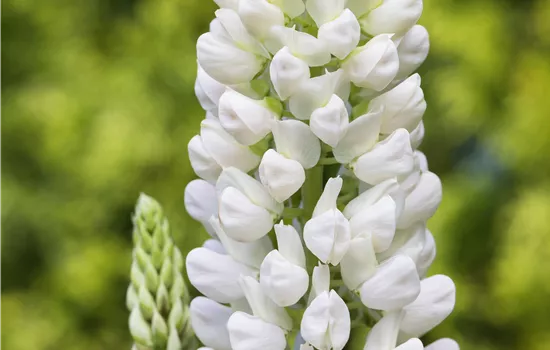 Lupinus polyphyllus, weiß