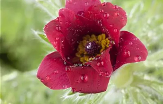 Pulsatilla vulgaris, rot