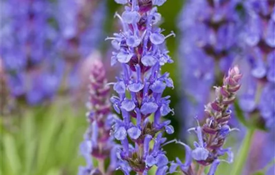 Salvia nemorosa 'Blauhügel'