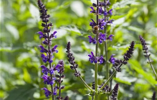 Salvia nemorosa 'Mainacht'