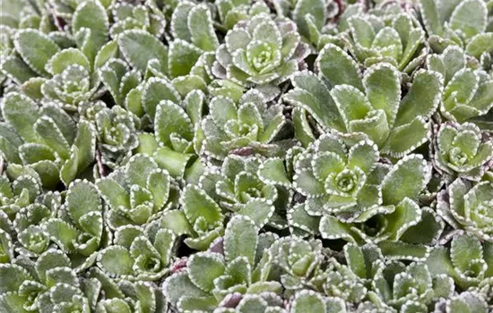 Saxifraga paniculata