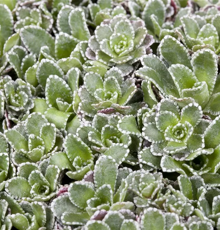 Saxifraga paniculata