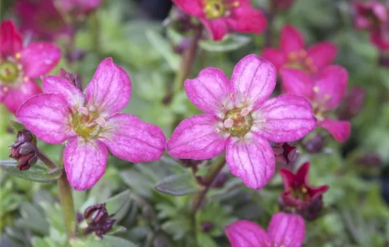 Saxifraga x arendsii, rosa