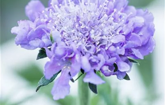 Scabiosa caucasica, blau