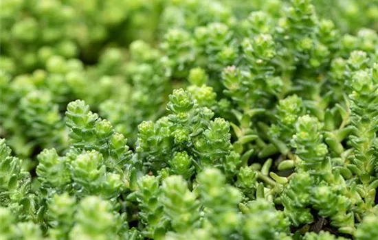 Sedum acre