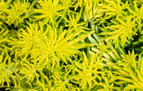 Sedum reflexum 'Angelina'