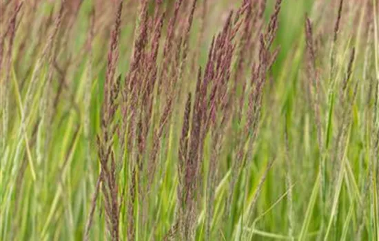 Calamagrostis x acutiflora 'Overdam'