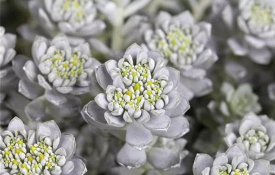 Sedum spathulifolium 'Cape Blanco'