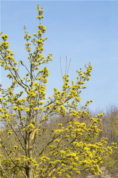 Acer platanoides 'Emerald Queen'