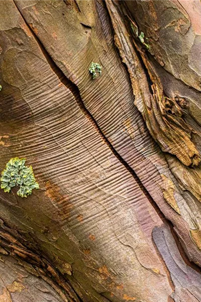 Acer pseudoplatanus