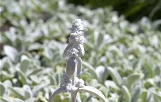 Stachys byzantina 'Silver Carpet'