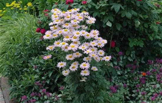 Tanacetum coccineum, rosa