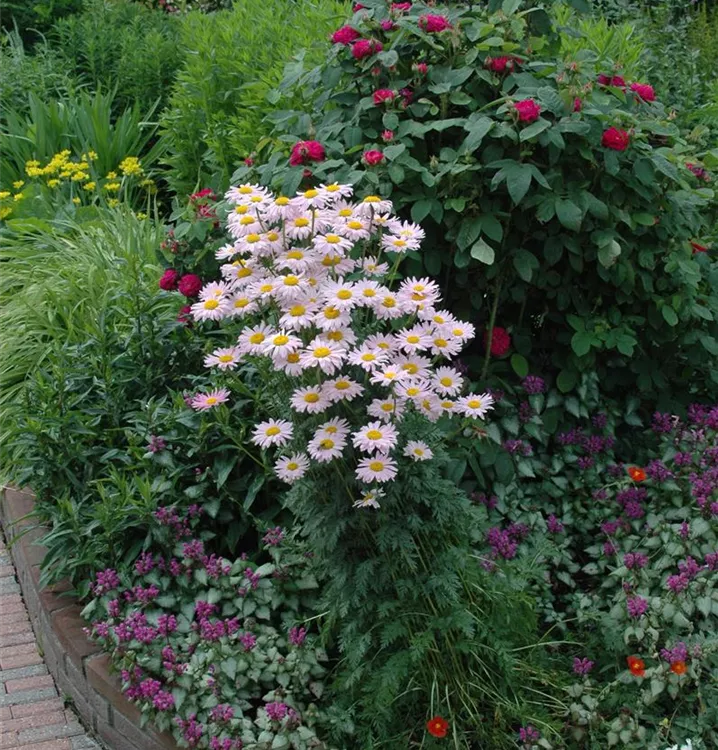 Tanacetum coccineum, rosa