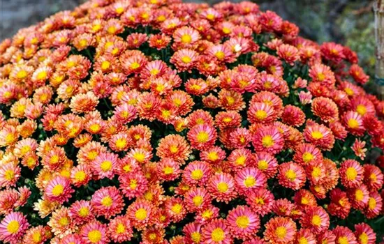 Tanacetum coccineum, rot