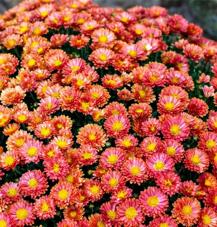 Tanacetum coccineum, rot