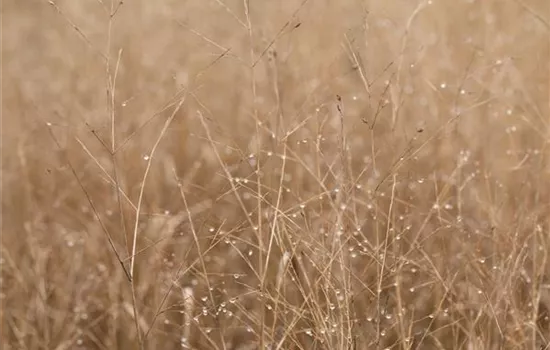 Panicum virgatum 'Heavy Metal'