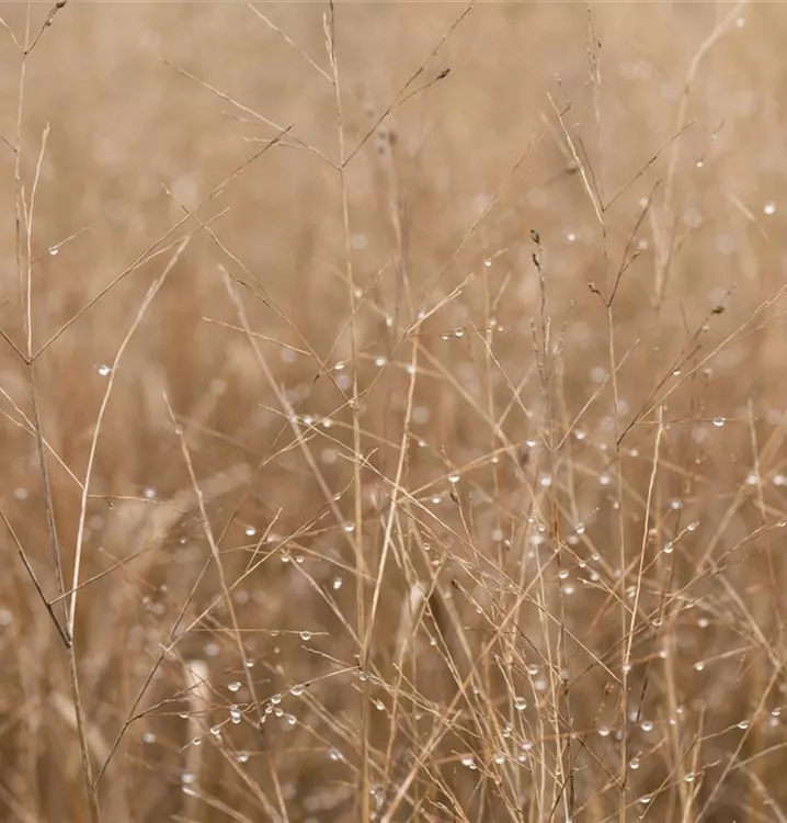 Panicum virgatum 'Heavy Metal'