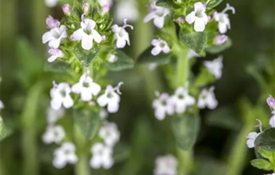 Thymus serpyllum 'Albus'