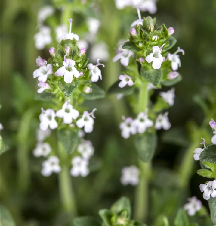 Thymus serpyllum 'Albus'