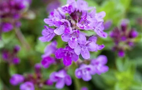 Thymus serpyllum 'Coccineus'