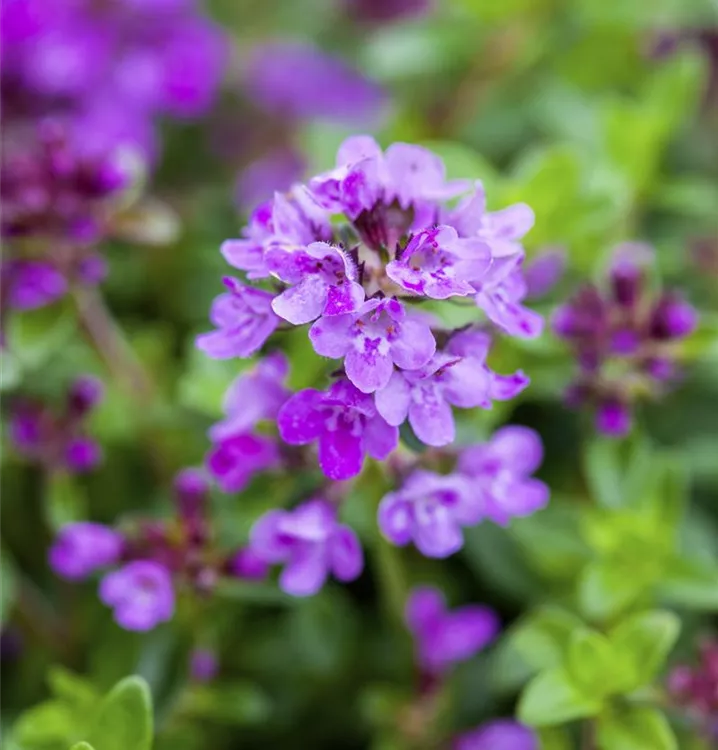 Thymus serpyllum 'Coccineus'