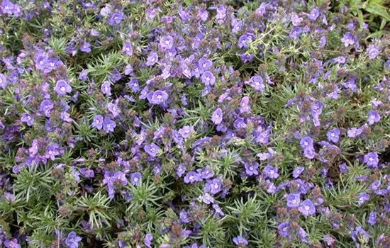 Veronica prostrata, blau