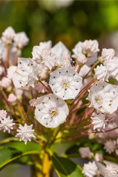 Kalmia latifolia 'Elf'