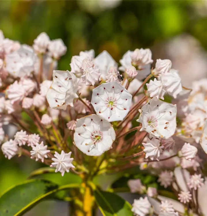 Kalmia latifolia 'Elf'