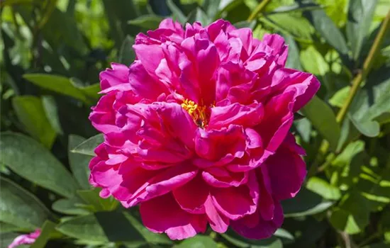 Paeonia suffruticosa, rosa