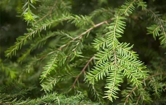 Tsuga canadensis