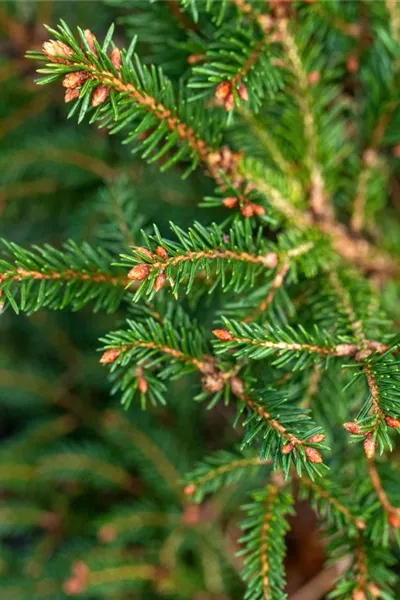 Picea abies 'Pygmaea'