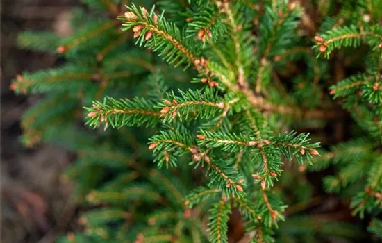 Picea abies 'Pygmaea'