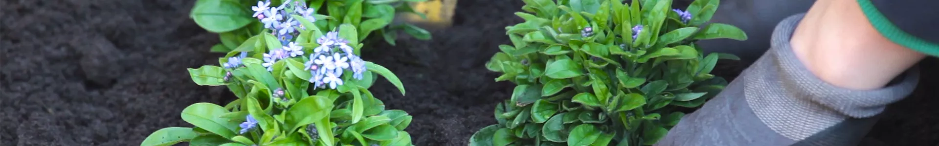 Vergissmeinnicht - Einpflanzen im Garten (thumbnail).jpg