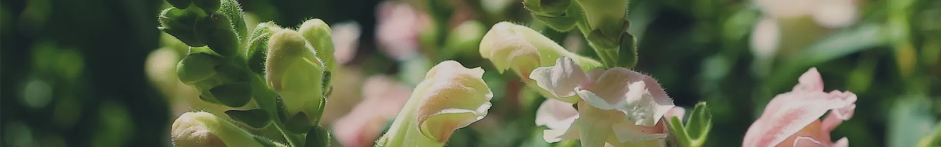 Löwenmaul - Einpflanzen im Garten (Thumbnail).jpg