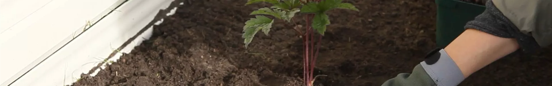 Silberkerzen - Einpflanzen Im Garten (Thumbnail).jpg