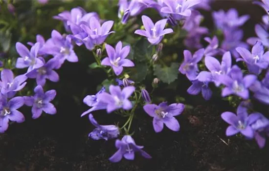 Dalmatiner Polster-Glockenblume - Einpflanzen im Garten