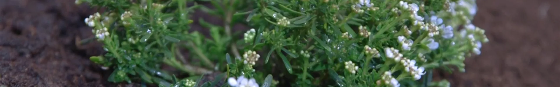 Schleifenblume - Einpflanzen im Garten (thumbnail).jpg