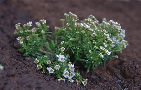 Schleifenblume - Einpflanzen im Garten