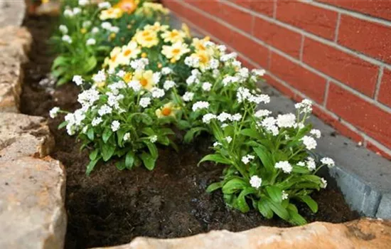 Weißes Vergissmeinnicht - Einpflanzen im Garten